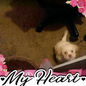 Meet your Posher, Robin